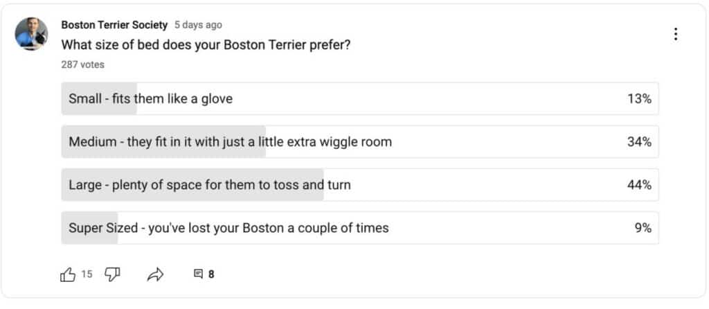 YouTube Poll from Boston Terrier Society Channel. It asks What size of bed does your Boston Terrier prefer?