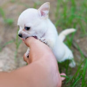Chihuahua puppy