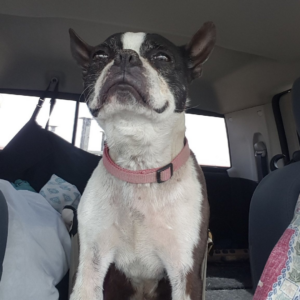 Boston Terrier telling his owner how to drive a car.