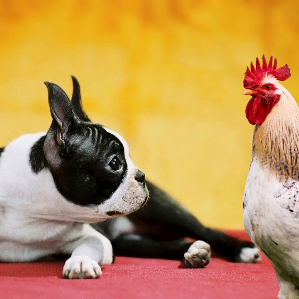 Introducing Your Boston Terrier To Chickens Step by Step Guide introducing-your-boston-terrier-to-chickens-step-by-step-guide