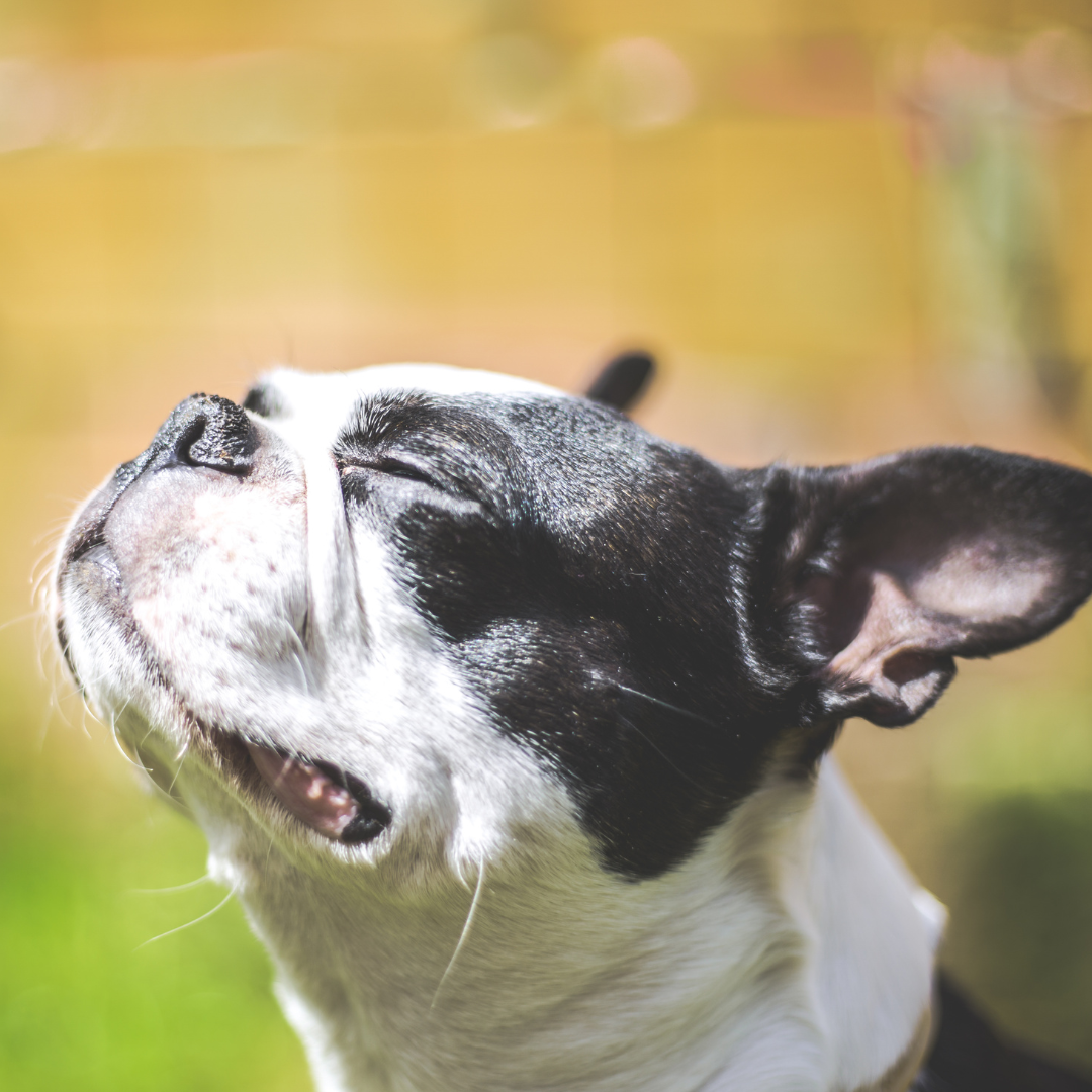 50 Loving Dog Eulogies To Help You Write One For Your Beloved Pet