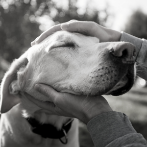 planning a dog cremation