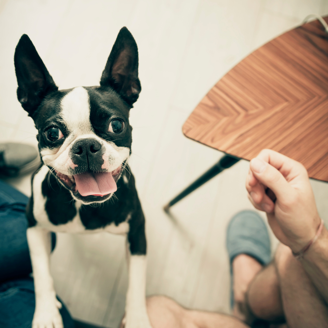 All 201 Amazing Dog Breeds Ranked By Lifespan Shortest to Longest