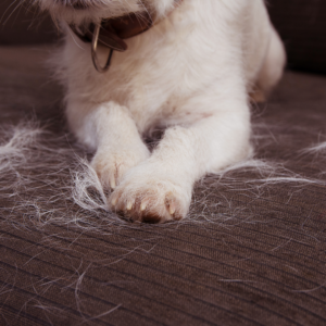 least shedding dogs article