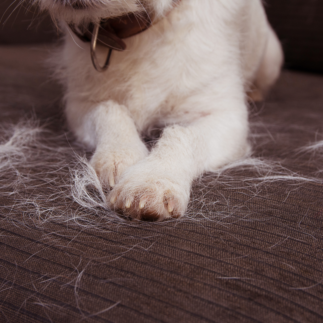 Find Your Perfect LowShedding Pup We Ranked All 201 Dog Breeds