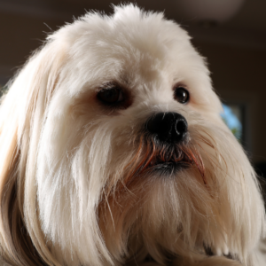 Small dog with epic beard and mustache