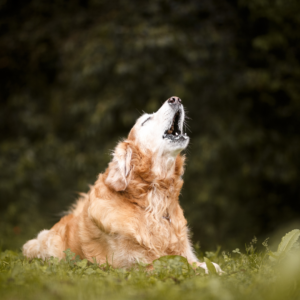 dogs ranked by their barking