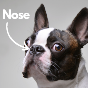 Dogs see the world and taste their food through their nose.