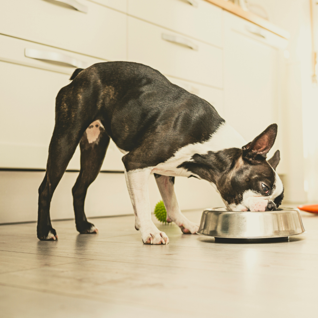 Do Dogs Taste Spicy Food? The Simple & Easy To Follow Science Boston