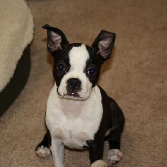 Bella, Donnie's Boston Terrier, as a puppy